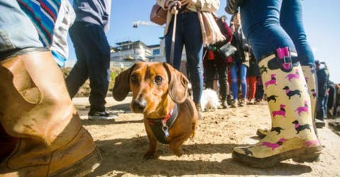Más de 600 perros salchichas se reúnen con una importante misión y rompen un nuevo récord
