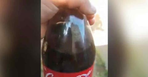 Un hombre denuncia haber encontrado un roedor dentro de una botella de refresco sin abrir