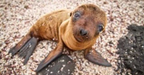 La vida de las focas está en el más alto riesgo debido a la moda del «postureo» de los turistas