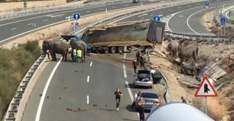 ¿Cómo y por qué viajaban los 5 elefantes del Circo Gottani en un camión que se volcó?