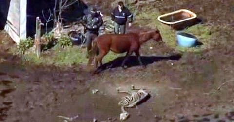 La granja de los horrores: Encuentran 25 caballos muertos a causa de la peor inanición