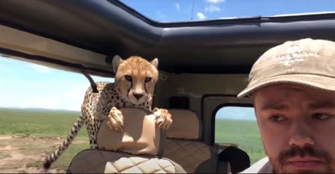 El aterrador momento en el que un guepardo sube al auto de un turista
