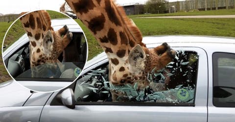 Una jirafa rompe la ventana de un auto en un safari después de que una mujer atrapara su cabeza