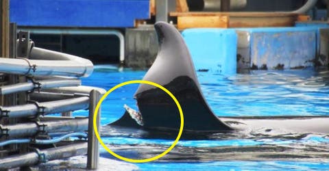 Descubren a una orca cautiva de Sea World Orlando con una horrible e inusual herida en su aleta