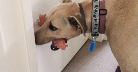 Un perro encuentra un «juguete para adultos» de sus dueños y se niega a soltarlo