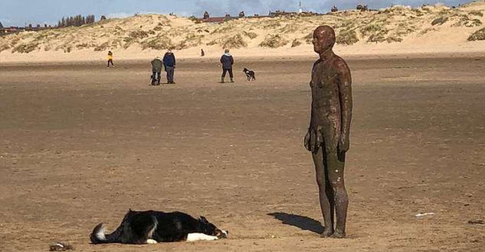 Este desconcertado perrito no entiende por qué la estatua se niega a jugar a la pelota con él Este desconcertado perrito no entiende por qué la estatua se niega a jugar a la pelota con él