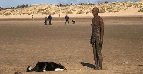 Este desconcertado perrito no entiende por qué la estatua se niega a jugar a la pelota con él