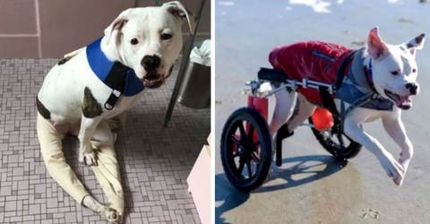 Las redes mueren de amor con la reacción de esta perrita al andar en su primera silla de ruedas