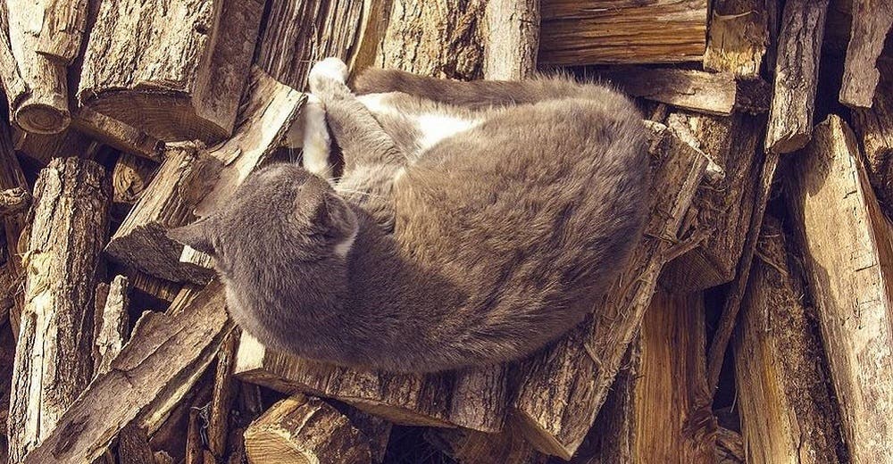 El tierno relato de una niña sobre su «gato que se creía leña», revoluciona las redes El tierno relato de una niña sobre su «gato que se creía leña», revoluciona las redes
