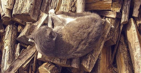 El tierno relato de una niña sobre su «gato que se creía leña», revoluciona las redes