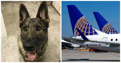 Este perrito viajaba con su familia, pero por un error termina al otro lado del mundo