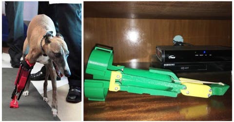 Un joven fabrica prótesis para perros con su impresora 3D y las ofrece totalmente GRATIS