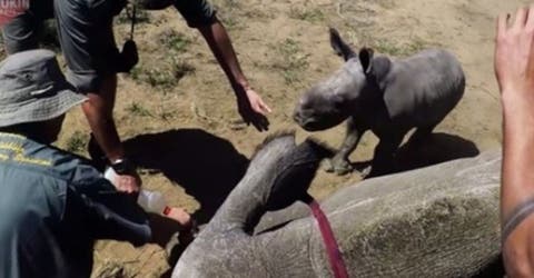 Un adorable rinoceronte bebé trata de defender a su madre de unos «malvados» veterinarios