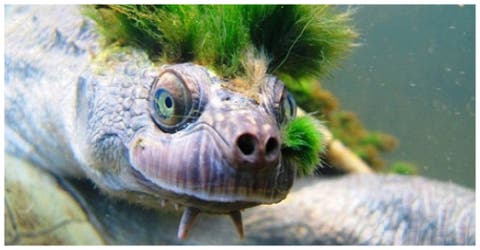 La tortuga de pelo verde que respira por sus genitales está por desaparecer del planeta