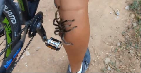 El aterrador momento en el que una ciclista es sorprendida por una enorme araña