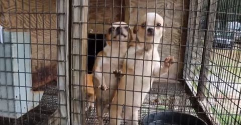 Interceptan una «fábrica de cachorros» y revelan la cruda realidad del comercio de mascotas