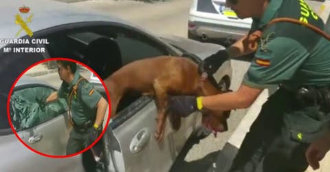 La policía rompe el cristal de un vehículo para salvar a un pitbull a punto de asfixiarse