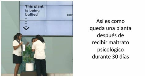 Así es cómo queda una planta después de recibir maltrato psicológico durante 30 días