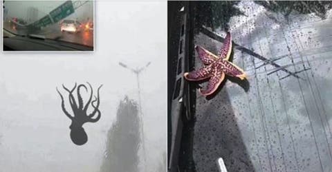 Se revela el motivo de la lluvia de langostas, pulpos y estrellas de mar en China