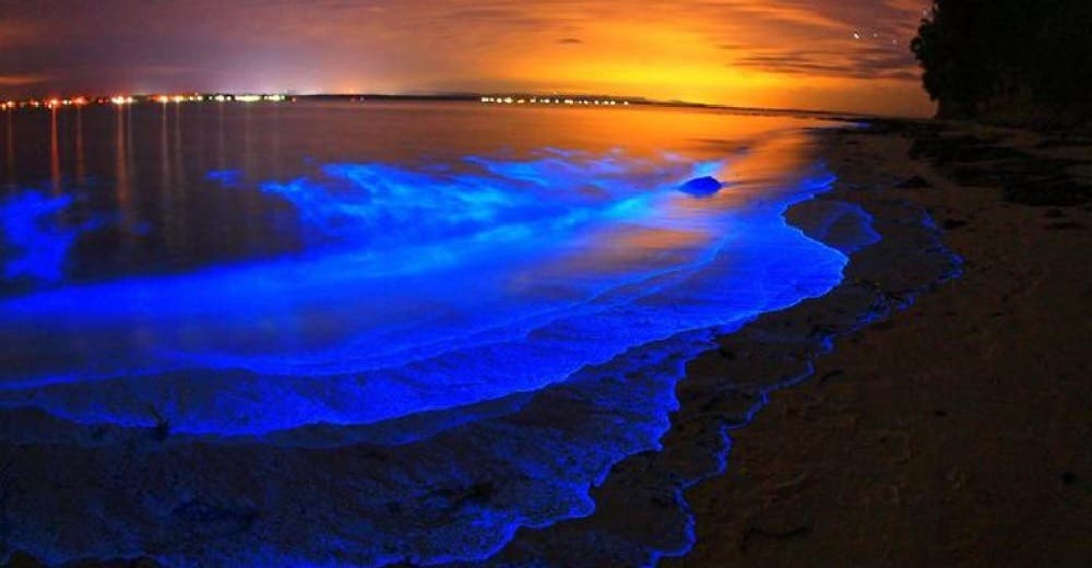 Descubren un espectáculo de luminiscencia en una bahía que parece sacada de otro mundo