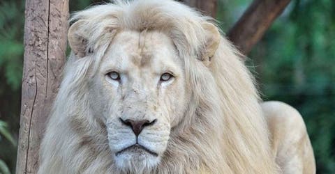 Lucha campal para salvar a Mufasa, el raro león blanco que podría ser subastado a cazadores