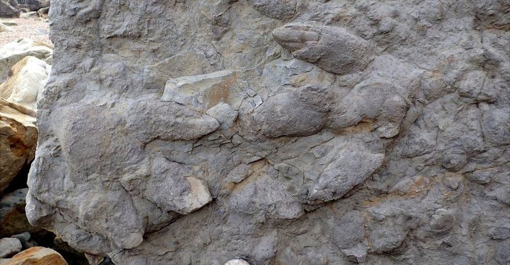 El increíble hallazgo de docenas de huellas de dinosaurio jamás vistas impacta a los científicos El increíble hallazgo de docenas de huellas de dinosaurio jamás vistas impacta a los científicos