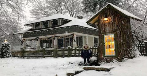 Una mujer poda un árbol ancestral para convertirlo en una encantadora mini biblioteca pública