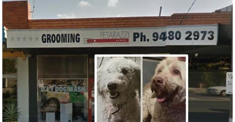 Intercambian por error a 2 perros en una peluquería y sus dueños lo descubren 2 años después