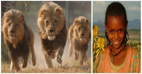 3 valientes leones rescatan y defienden a una niña de las manos de 7 «salvajes» secuestradores