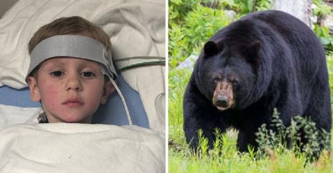 El niño de 3 años que se perdió en el bosque asegura que estuvo todo el tiempo con un gran oso