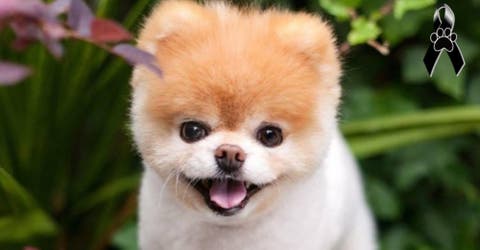 Muere a los 12 años el perrito más lindo del mundo porque tenía roto el corazón