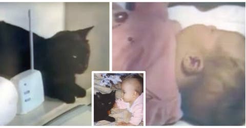 Escucha el extraño aullido del gato desde la habitación de su bebé y llama a urgencias