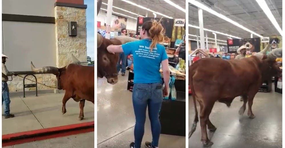 Acuden a una tienda que permite la entrada de mascotas con su gigante buey de 700 kilos