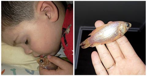 Un niño de 4 años pierde a su pez tras sacarlo de la pecera para darle un abrazo