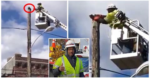 Suspenden a un empleado por rescatar a un gato de las alturas usando la maquinaria de la empresa