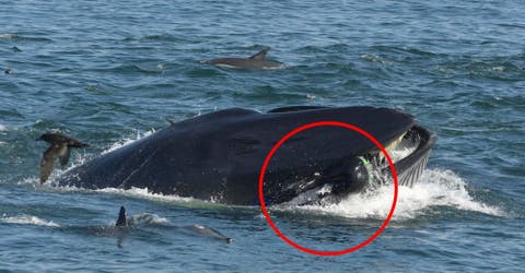 El dramático testimonio de un buzo que fue tragado y escupido por una ballena