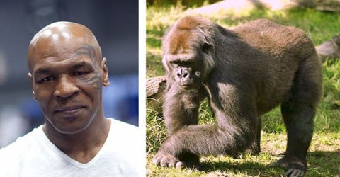 El boxeador Mike Tyson ofrece 10 mil dólares a un zoológico para pelear con un gorila