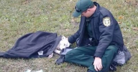 El noble gesto de un policía que abriga a una perrita arrollada hasta que llegó la ayuda