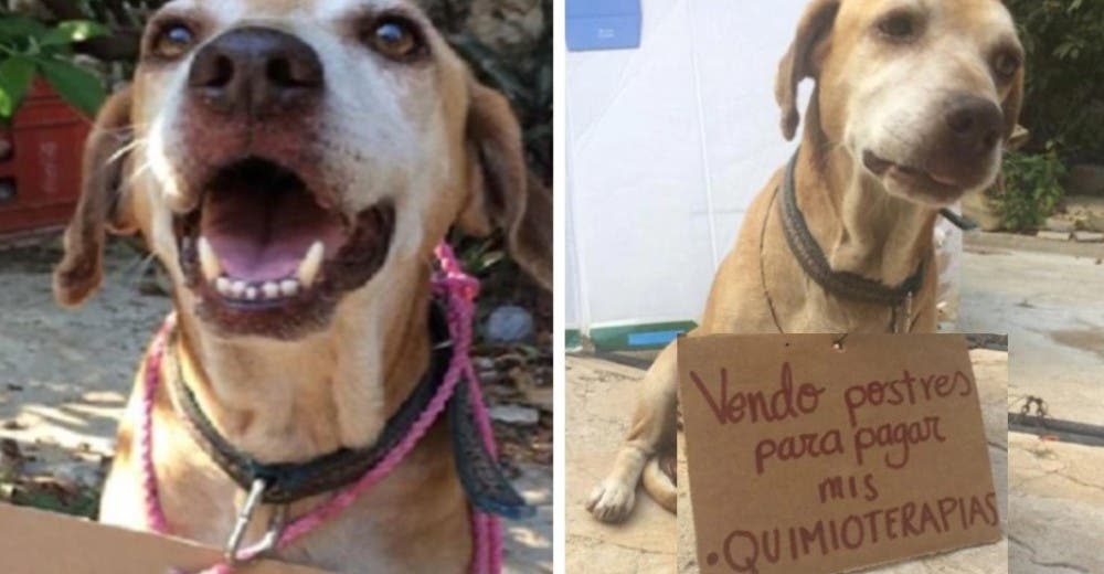 Un perrito vende dulces para poder pagar su tratamiento médico contra el cáncer