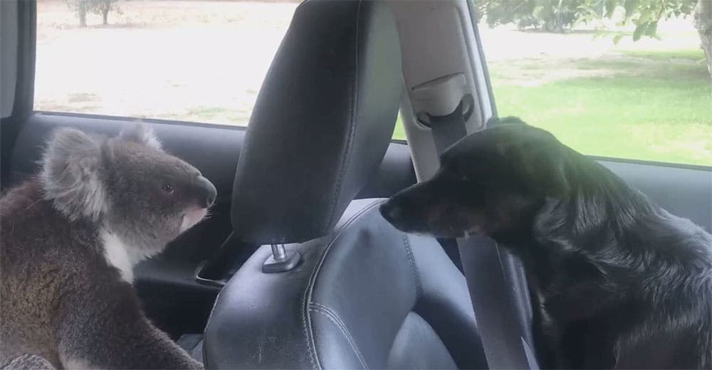 Deja a su perro dentro de su auto y cuando regresa encuentra a un koala acompañándolo Deja a su perro dentro de su auto y cuando regresa encuentra a un koala acompañándolo