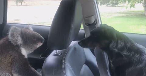 Deja a su perro dentro de su auto y cuando regresa encuentra a un koala acompañándolo