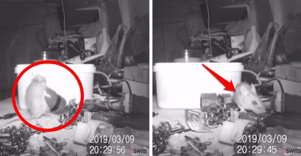Una grabación revela que el «fantasma» que ordenaba cada noche sus herramientas era un ratón Una grabación revela que el «fantasma» que ordenaba cada noche sus herramientas era un ratón