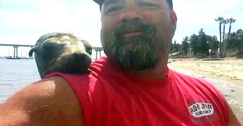 La reacción de un león marino cuando un hombre intenta tomarse una selfie con él se hace viral