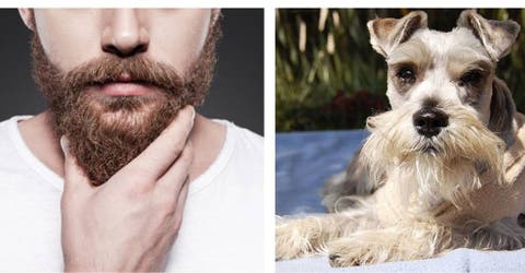 Un estudio revela que besar a un hombre con barba transmite más bacterias que un perro
