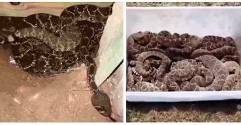 Recibe la visita inesperada de 45 serpientes cascabel en su casa limpia y fresca