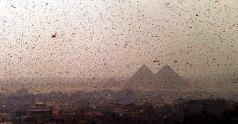 Egipto se enfrenta a la peor invasión de langostas que recuerda a la devastadora plaga bíblica