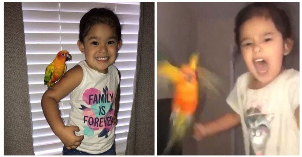 Una pequeña niña entrena a su pajarito para que ataque a quien ella quiera Una pequeña niña entrena a su pajarito para que ataque a quien ella quiera