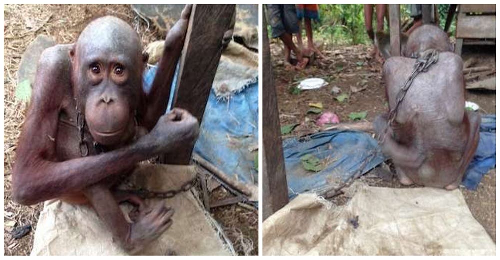 Encadenado y a punto de morir de inanición rescatan al orangután que fue arrancado de su mamá Encadenado y a punto de morir de inanición rescatan al orangután que fue arrancado de su mamá