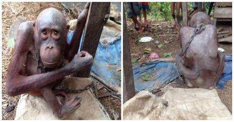Encadenado y a punto de morir de inanición rescatan al orangután que fue arrancado de su mamá