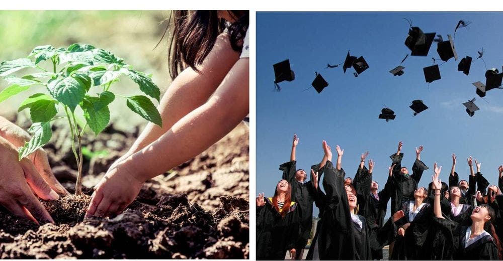 Una nueva ley exige a los estudiantes plantar 10 árboles para poder graduarse